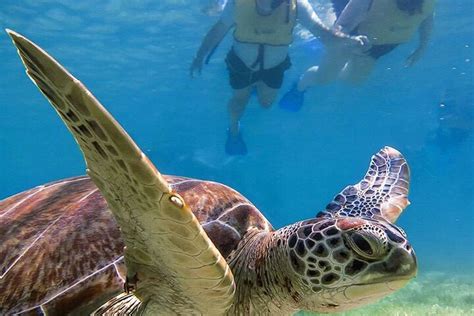 Snorkeling Excursion in Turtle Bay: Encounter Sea Turtles and Explore ...