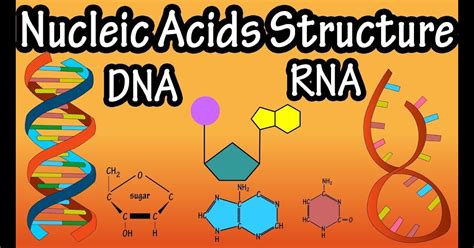 Nucleic Acids DNA And RNA Structure Vision Biology Class