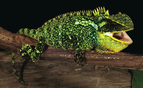 Here Be Dragons: 3 Spiky Lizard Species Found in Andes | Live Science