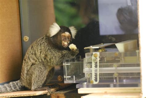 In Photos Adorable Marmoset Monkeys Learn To Solve Banana Puzzle