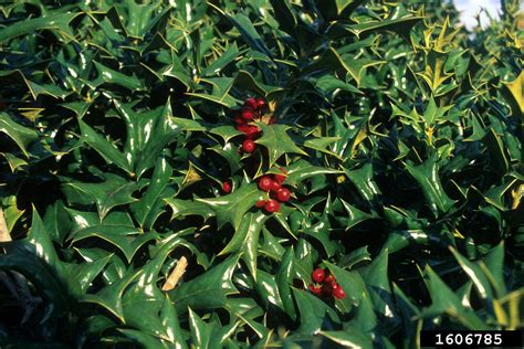 Chinese Holly Ilex Cornuta Lindl And Paxton