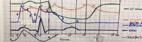 Action Potentials Diagram Quizlet