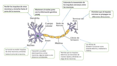 Solution Partes De La Neurona Pptx Studypool