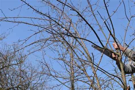 Quipez Couper La Branche D Un Arbre Avec Une Scie Image Stock Image