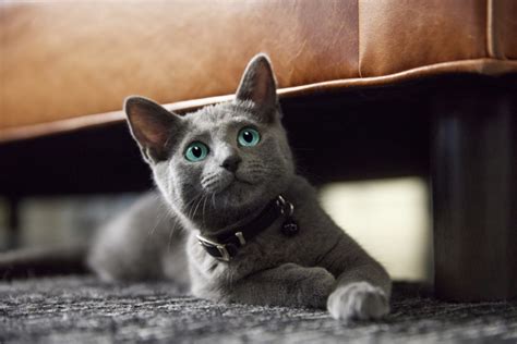 how much sheba to feed cat