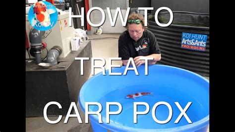 How To Treat Carp Pox Koi Tv Youtube