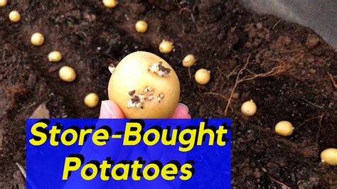 How To Grow Potatoes Store Bought Youtube