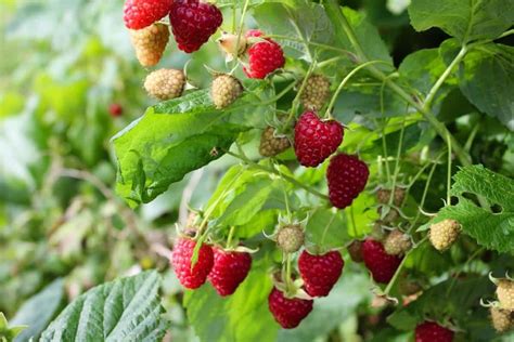 Best Fertilizer For Raspberry Plants Homemade Natural Organic Compost And Schedule