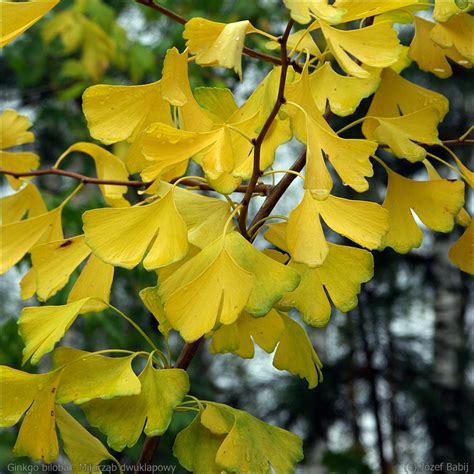 Plant Gallery Encyklopedia Roślin Ginkgo biloba Miłorząb dwuklapowy