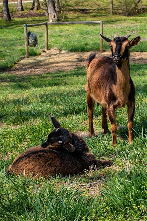 Goats - Fuzzy Faces Refuge