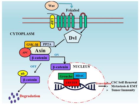 Wnt β catenin signaling pathway in tumor progression The Download