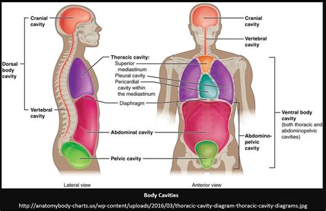 Body Cavities Diagram | Quizlet