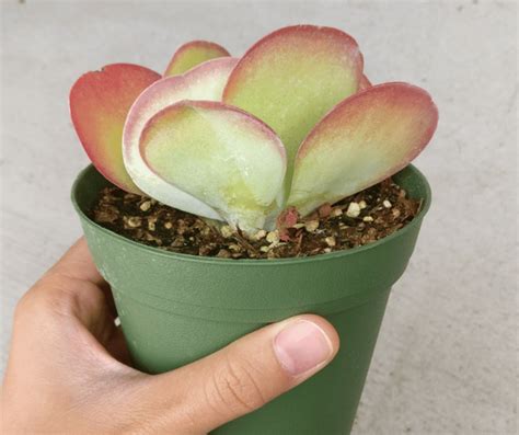 18 Perfect Succulents You Can Grow From Seeds