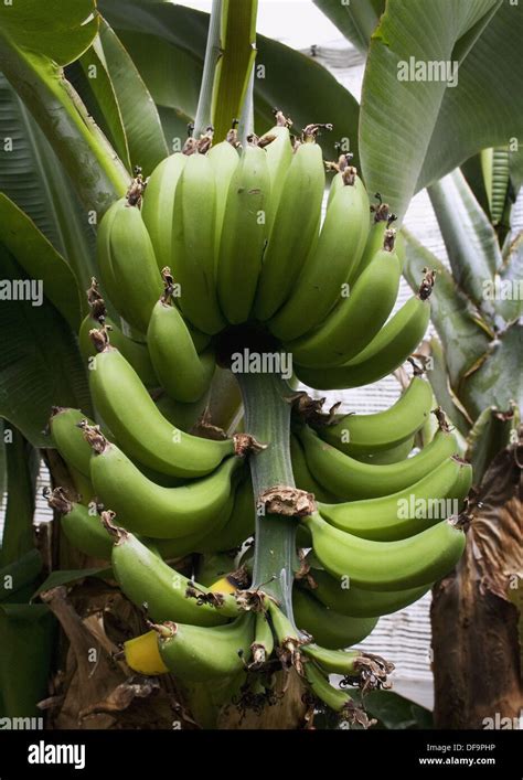 Chinese Dwarf Banana ´dwarf Cavendish ´ Native To Southern China Musa Acuminata Musaceae Stock