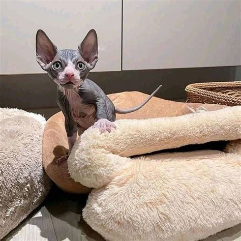 Sphynx, Sphynx Kittens for their new homes, Cats, for Sale, Price