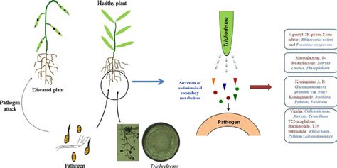 Trichoderma Antibiosis For Control Of Soil Borne Phytopathogens