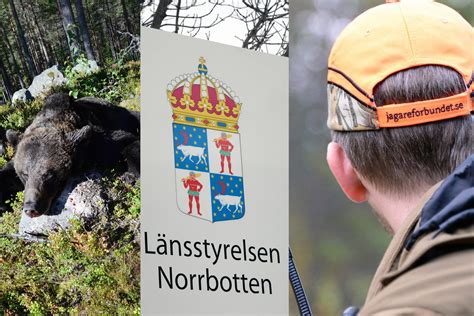 Förbundet kritiskt mot omfattande skyddsjakter på björn Svensk Jakt