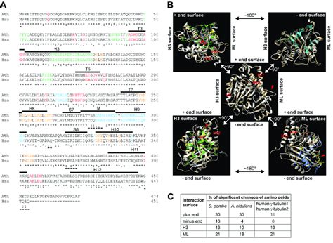 A The Protein Sequence Alignment Of Arabidopsis And Human γ Tubulins