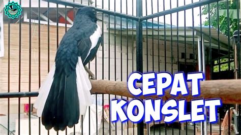 Kacer Anda Pasti Langsung Gacor Konslet Emosi Pancingan Kacer Gacor