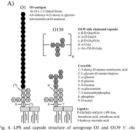 Vibrio Cholerae Structure