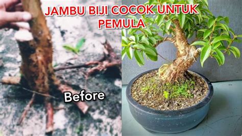 Cara Membuat Bonsai Jambu Klutuk Dongkelan Bonsai Buah Youtube