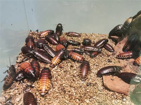 Gromphadorhina Portentosa Madagascar Hissing Cockroaches In Terrarium