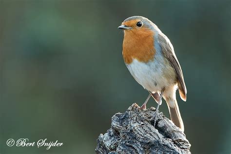 Robin Birding In Portugal Individual Bird Watching Holiday