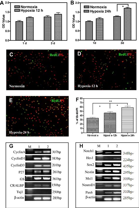 Notch Signaling Pathway Regulates Proliferation And Differentiation Of