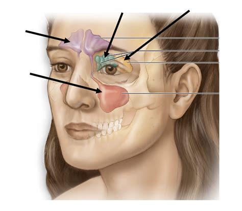 Sinuses Diagram Quizlet