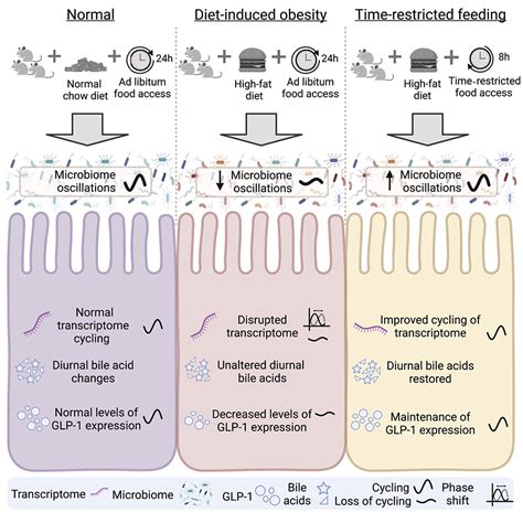 Gut Microbiome Of Mice Is Shaped By Size And Timing Of Meals