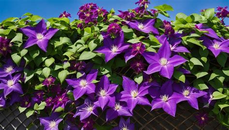 Mastering Clematis Care: A Comprehensive Guide by an Expert