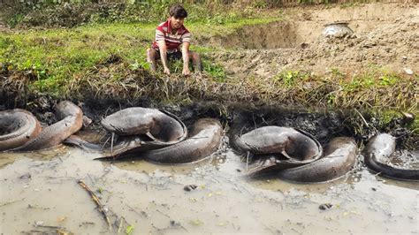 Unbelievable Fishing TricksAmazing Boy Big Fish Catching In Mud Water