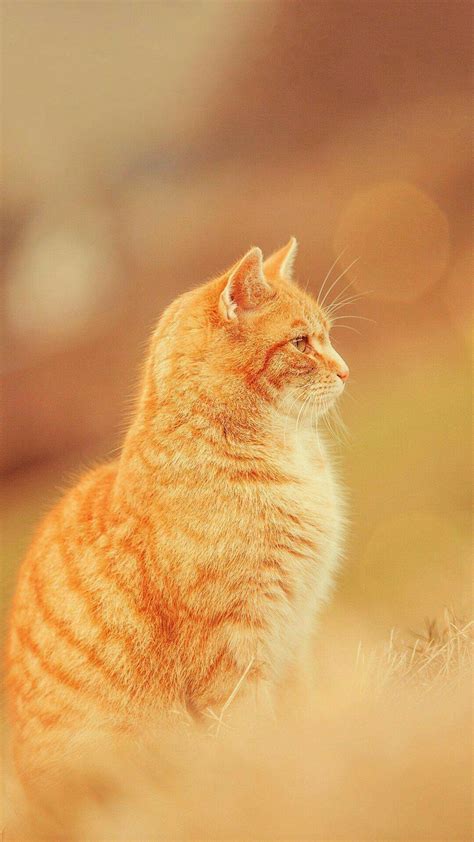 Orange Tabby Cat Wallpapers - Wallpaper Cave