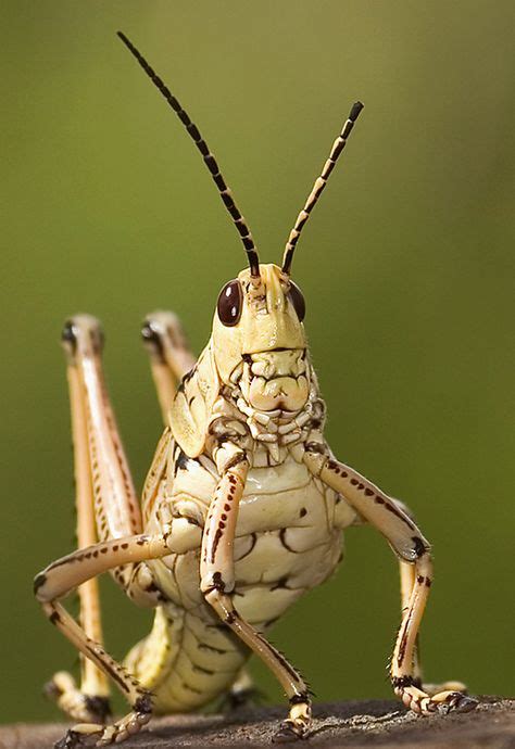 30 Tipaklong Grasshopper Ideas Grasshopper Bugs And Insects