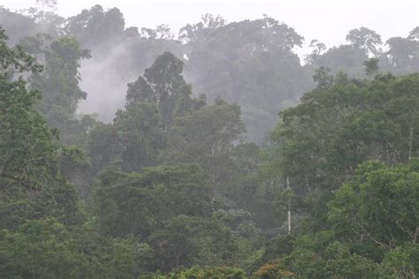 Klima Im Regenwald Feucht Und Warm Faszination Regenwald