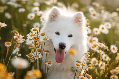 Samoyed - Facts, Size, Diet, Pictures - All Animal Facts