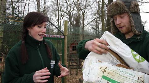 Check Out The New Fox Enclosure Youtube