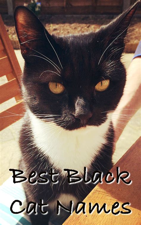 Black Cat Names - 250 Of The Best Names For Your New Kitten!