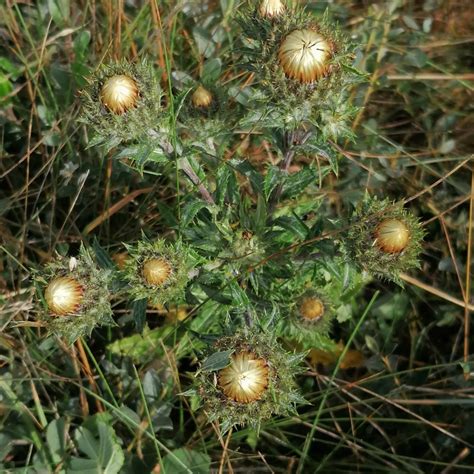 Almindelig Bakketidsel Observation Nb 3920837 Naturbasen