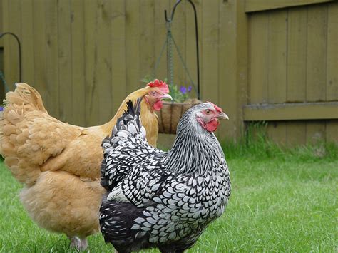 Reasons Why You Should Raise Backyard Chickens Hs Blog