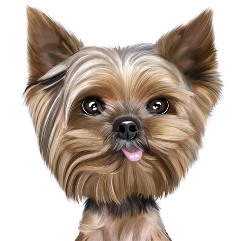 How Do I Know What Color My Yorkie Will Be