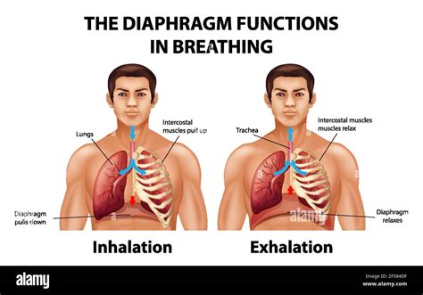 The Diaphragm Functions In Breathing Illustration Stock Vector Image