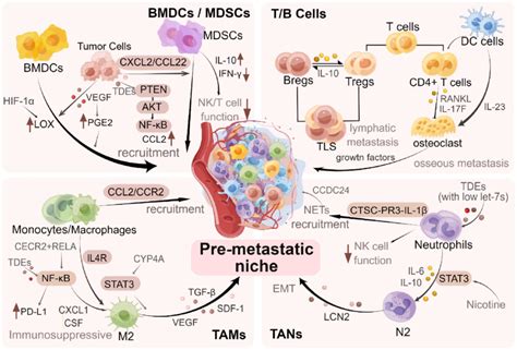 Regulation of immune cells in PMN in BC. During the formation of PMN in... | Download Scientific ...