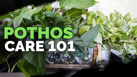 Pothos Care 101 Is This The Easiest Houseplant To Care For Youtube