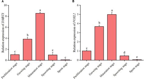 Frontiers Characterization Expression Profiling And Estradiol