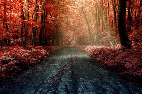 Hintergrundbilder Sonnenlicht Bäume Wald fallen Natur rot