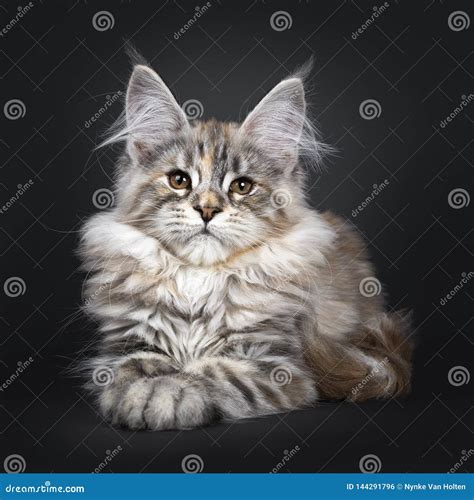 Gato De Plata De Maine Coon Del Tortie Que Sorprende En Fondo Negro