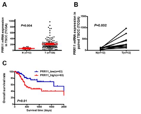 Prr11 Overexpression In Tscc Specimens From Tcga Data A Prr11 Mrna