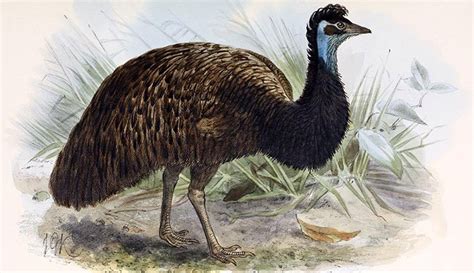 Giant Egg Of Extinct Miniature Emu Discovered In Australia Natural