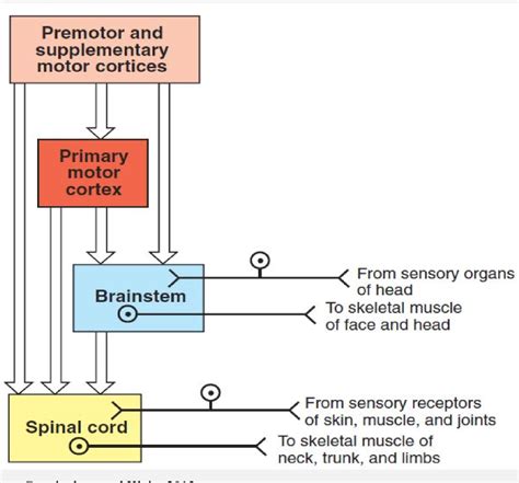 Neurophysiology Diagram Motor Cortex Diagram Quizlet